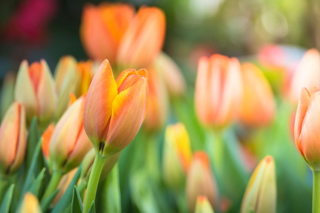 shutterstock_780793180_LR.jpg